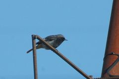 Phoenicurus ochruros gibraltariensis