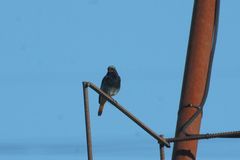 Phoenicurus ochruros gibraltariensis
