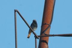 Phoenicurus ochruros gibraltariensis