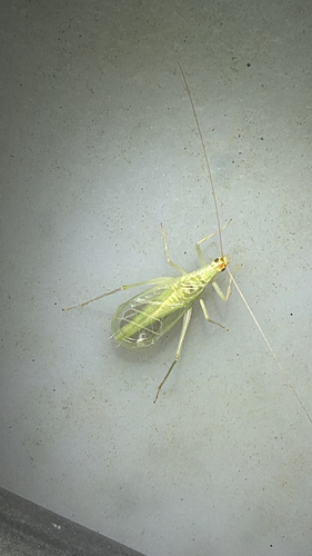 Snowy Tree Cricket