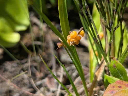Carex aurea, photograph 5