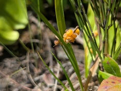 Carex aurea, photograph (c) Ryan Sorrells, some rights reserved (CC BY)