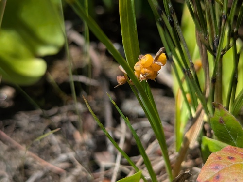 Carex aurea, photograph 6
