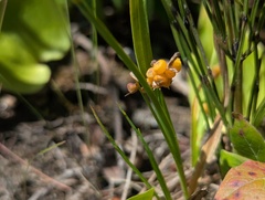 Carex aurea, photograph (c) Ryan Sorrells, some rights reserved (CC BY)