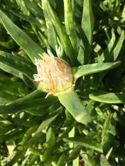 Carpobrotus edulis