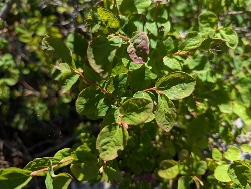 Vaccinium ovalifolium, photograph 5