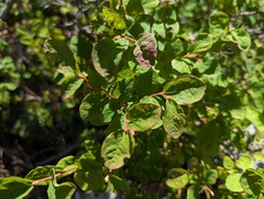 Vaccinium ovalifolium, photograph (c) Ryan Sorrells, some rights reserved (CC BY)