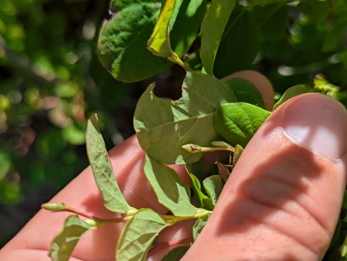 Vaccinium ovalifolium, photograph 6