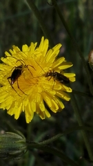 Stenurella nigra