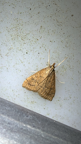 Celery Leaftier Moth