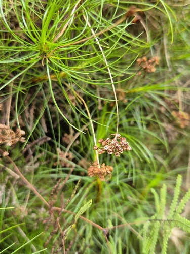 Alania cunninghamii observed 2026-08-18