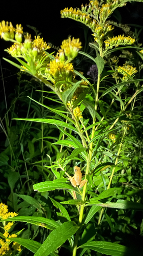 Spring Peeper