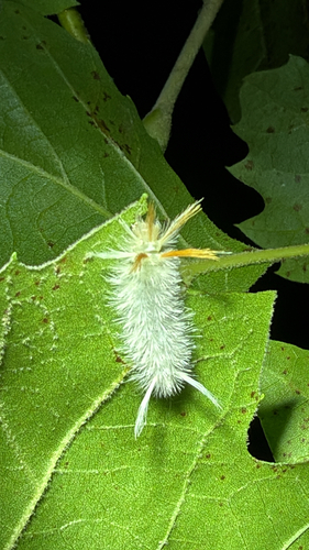 Sycamore Tussock Moth