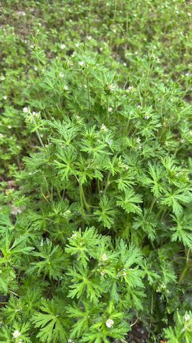 Carolina crane's-bill