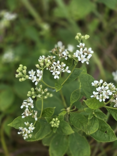 frostweed