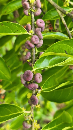 Glochidion littorale