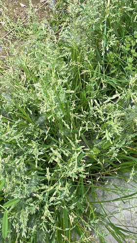 Annual Meadow-grass