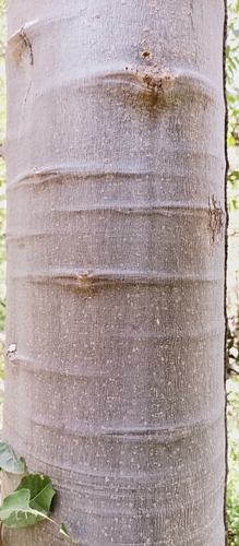 Jacaratia mexicana
