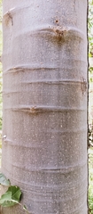 Jacaratia mexicana