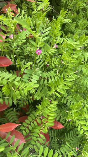 Common Vetch