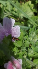 Calocoris nemoralis
