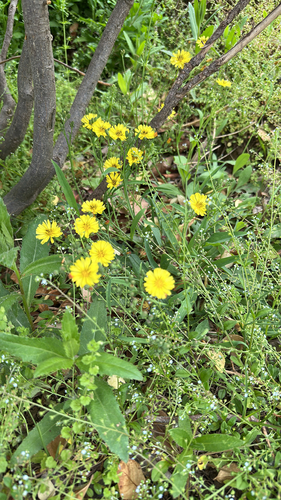 Yellow bristle-hair ixeris