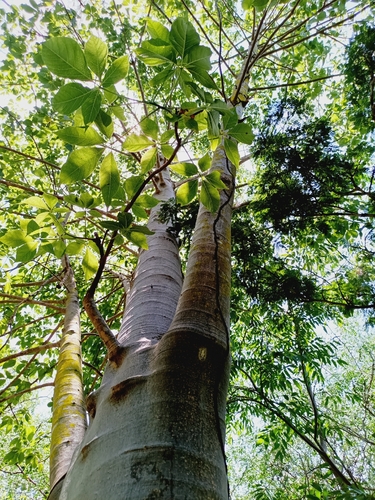Jacaratia mexicana, photograph 2
