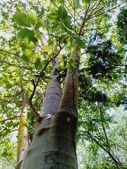 Jacaratia mexicana, photograph (c) nasua, some rights reserved (CC BY)