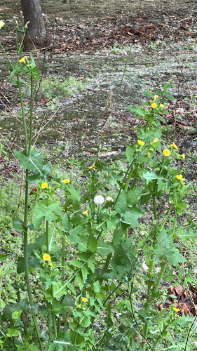 Common Sow-thistle