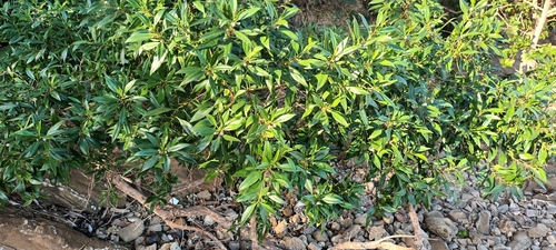 Myoporum tenuifolium observed 2026-08-16