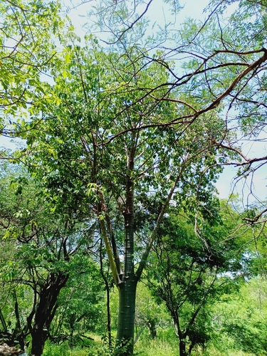 Jacaratia mexicana, photograph 3