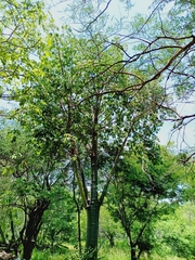 Jacaratia mexicana, photograph (c) nasua, some rights reserved (CC BY)
