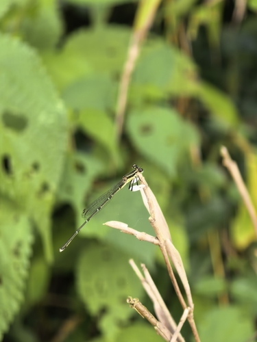 Platycnemis phyllopoda