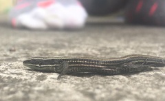 Pholidobolus montium