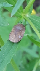 Eurygaster austriaca