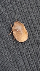 Eurygaster austriaca