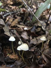 Mycena subviscosa
