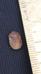 Eurygaster austriaca