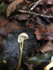 Mycena subviscosa