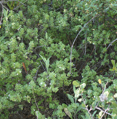 Clinopodium chandleri