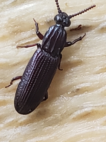 American Crudely Carved Wrinkle Beetle photo 5
