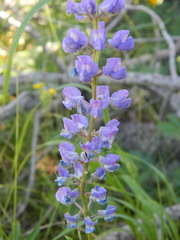 Lupinus caudatus