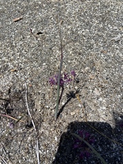 Allium abramsii