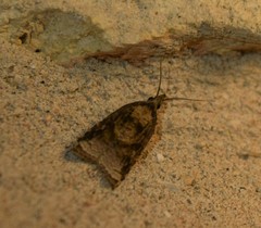 Platynota idaeusalis