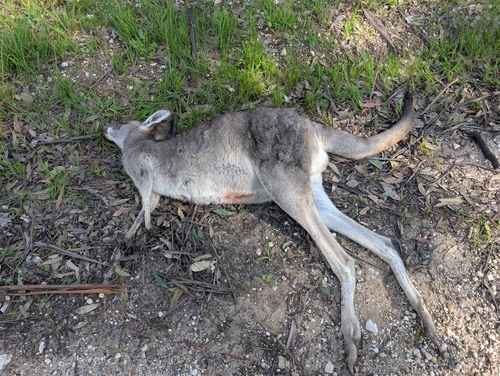 Eastern Grey Kangaroo