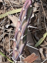 Opuntia aurantiaca, photograph (c) Martin Hannan-Jones, some rights reserved (CC BY)