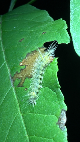 Banded Tussock Moth