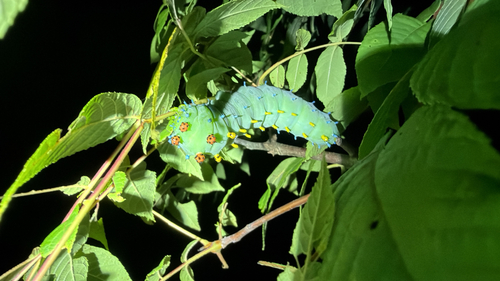 Cecropia Moth