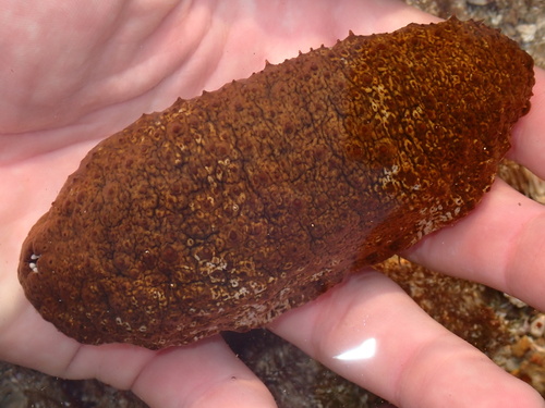 Actinopyga mauritiana observed 2026-08-16