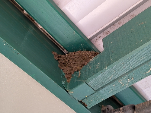 Welcome Swallow